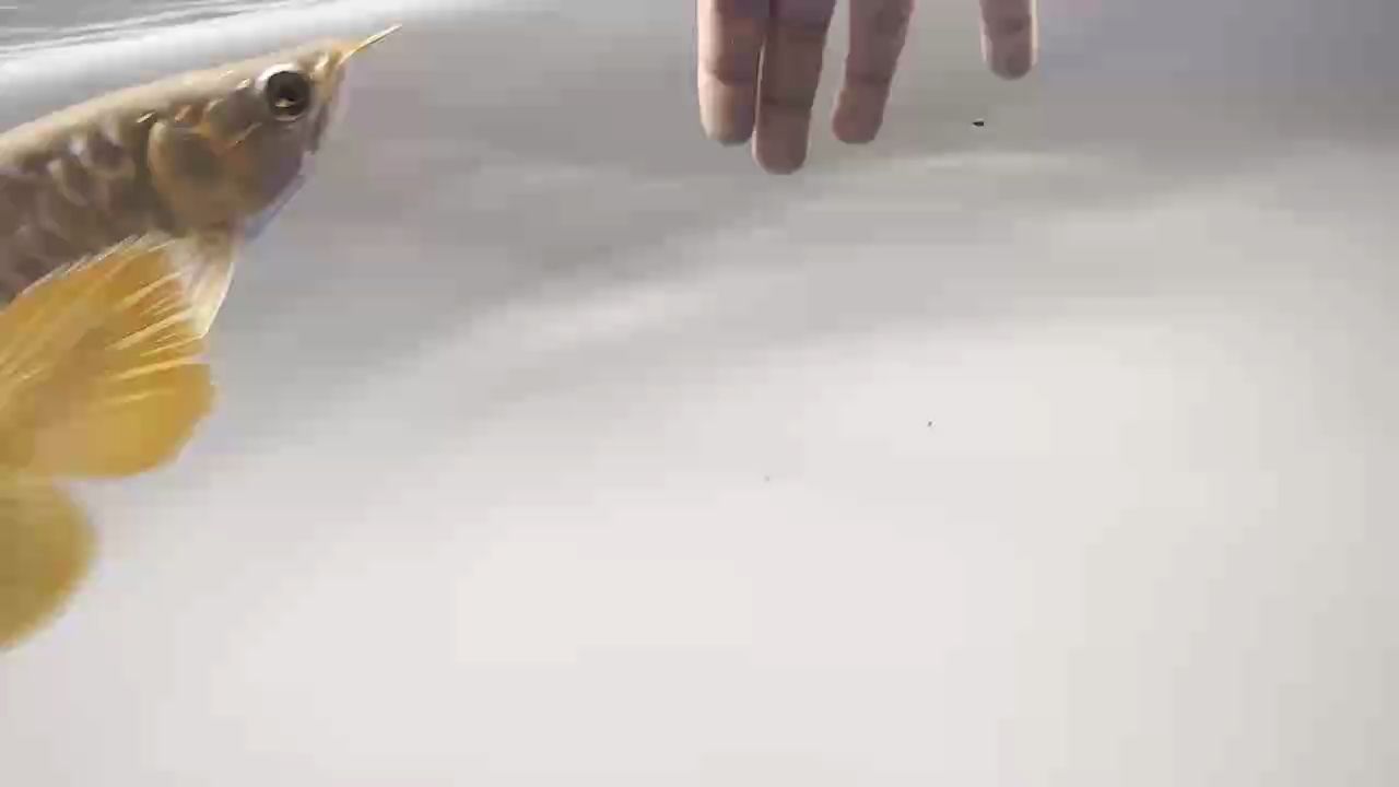 元宵快樂，擼個魚。