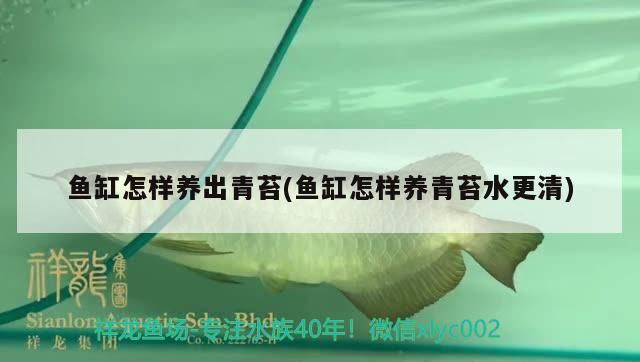 魚缸怎樣養(yǎng)出青苔(魚缸怎樣養(yǎng)青苔水更清)