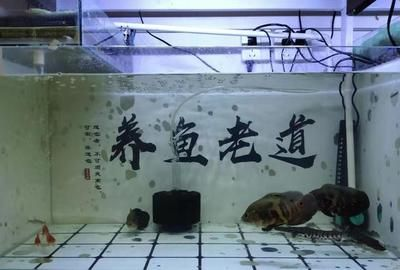 20厘米的魚缸可以養(yǎng)幾條金魚