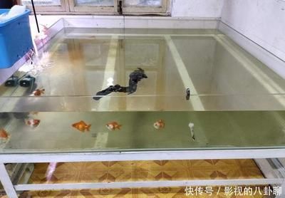 20厘米的魚缸可以養(yǎng)幾條金魚