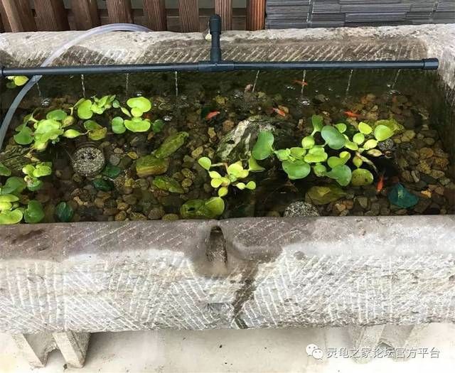 20厘米的魚缸可以養(yǎng)幾條金魚