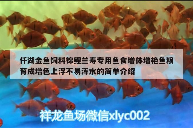 仟湖金魚飼料錦鯉蘭壽專用魚食增體增艷魚糧育成增色上浮不易渾水的簡單介紹