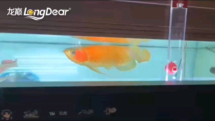 轉發700