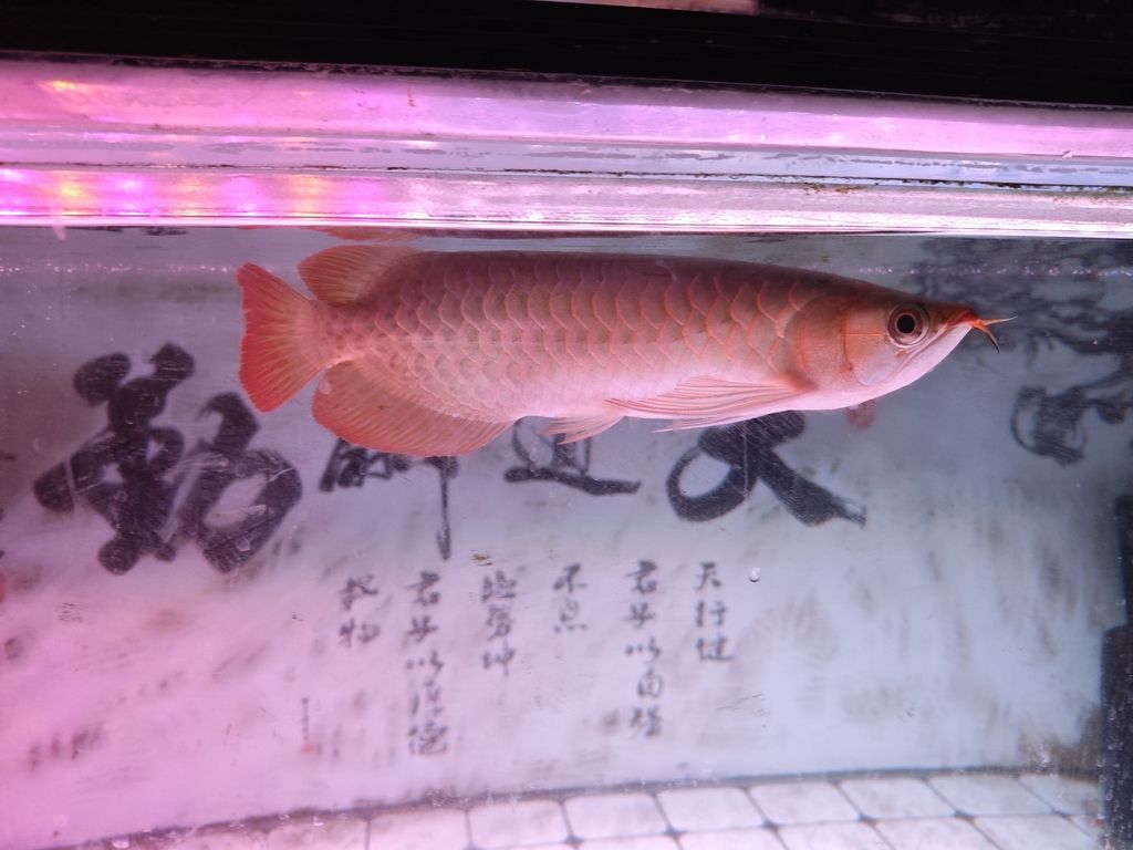 小紅入缸