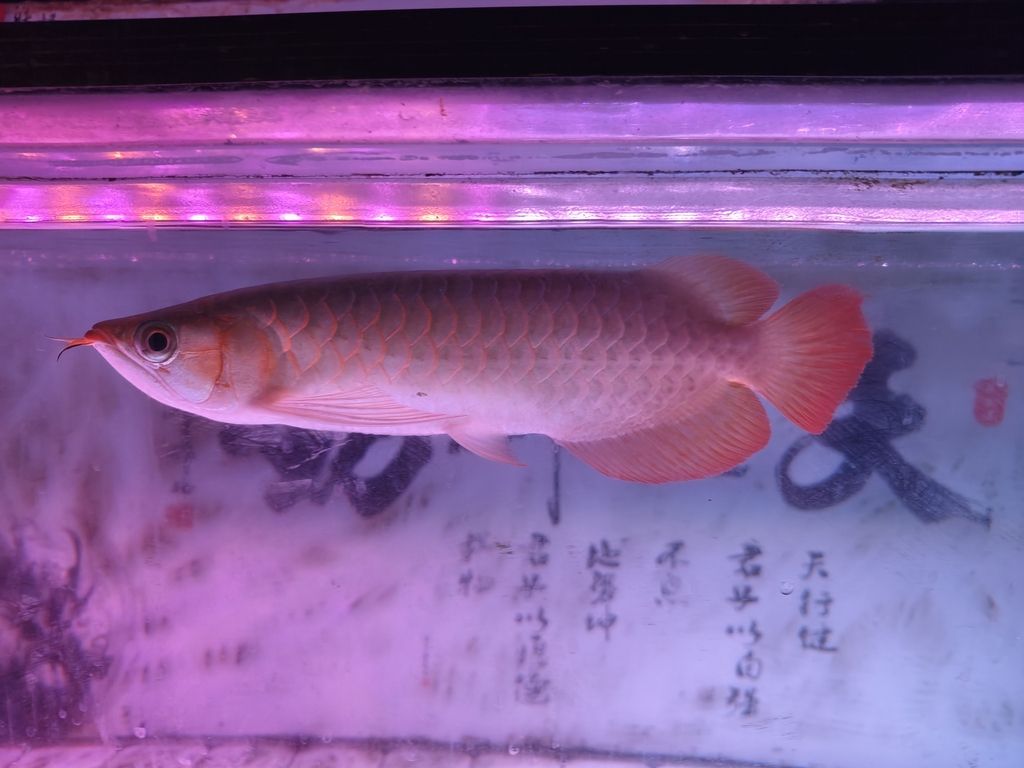 小紅入缸