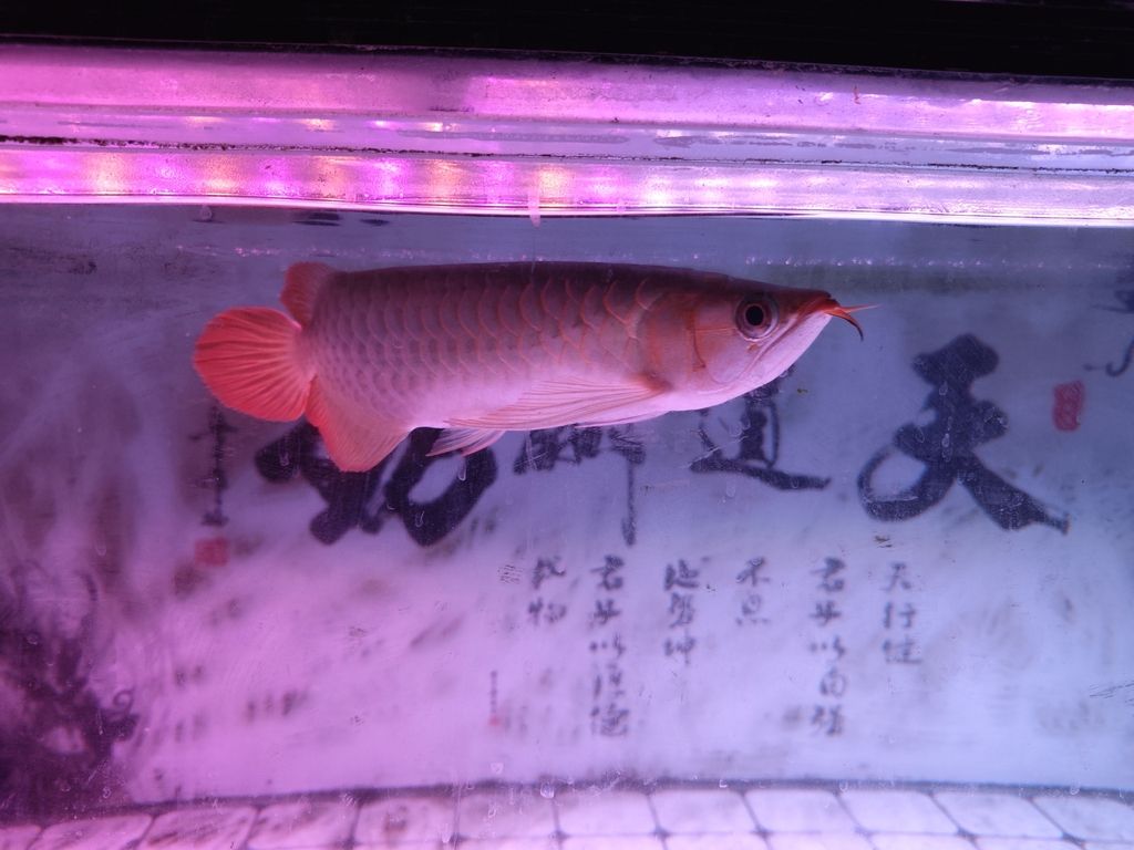 小紅入缸