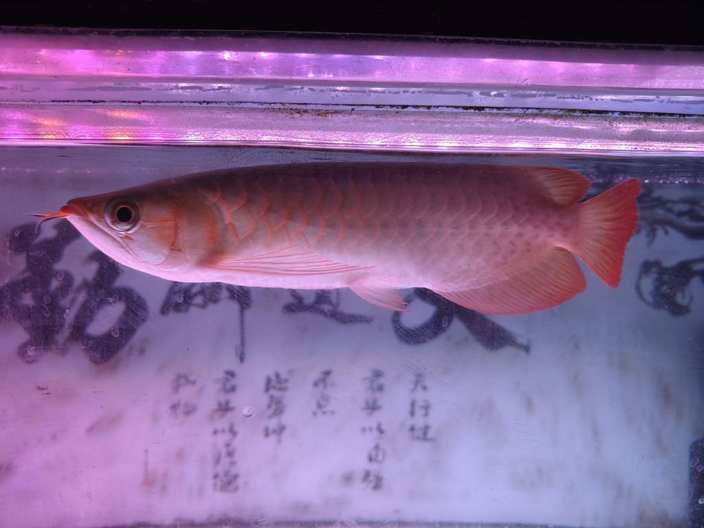 小紅入缸