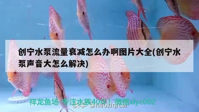 創寧水泵流量衰減怎么辦啊圖片大全(創寧水泵聲音大怎么解決)