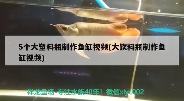 5個(gè)大塑料瓶制作魚缸視頻(大飲料瓶制作魚缸視頻)