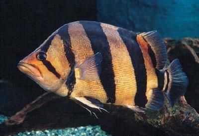 觀賞魚進口清關(guān)（國際貿(mào)易法規(guī)概覽）