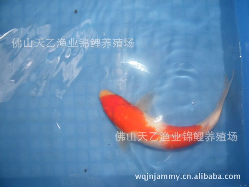 武吉美拉奸商 武吉美拉金龍魚 第2張 武吉美拉奸商 武吉美拉奸商 武吉美拉金龍魚 第2張
