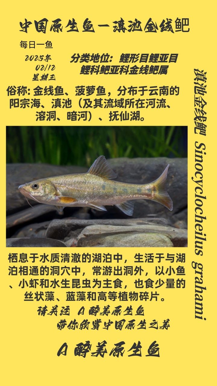 滇池金線鲃 滇池金線鲃 龍魚論壇