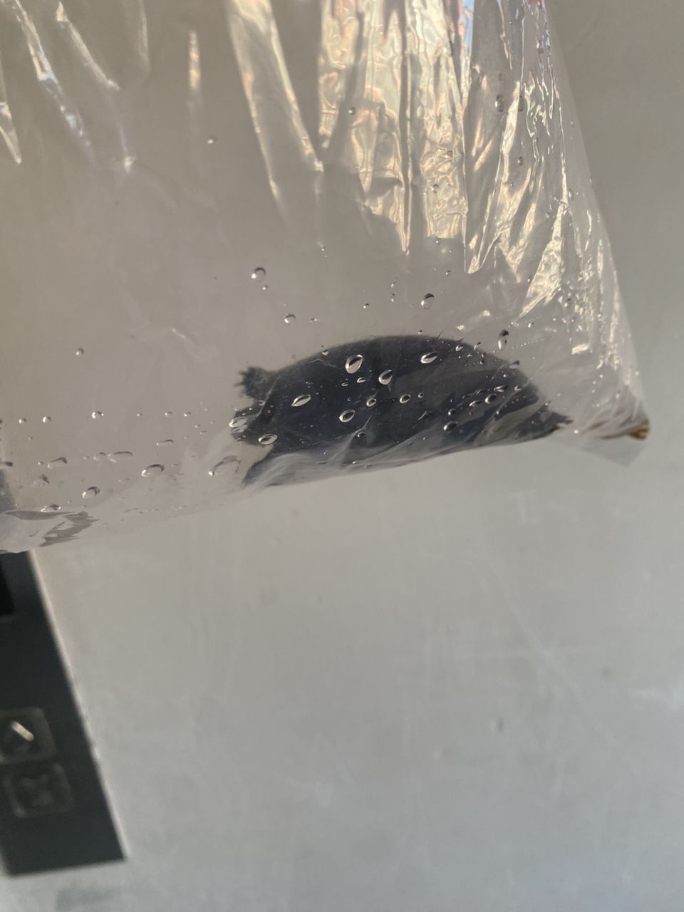 買龜 買龜 龍魚論壇 第1張