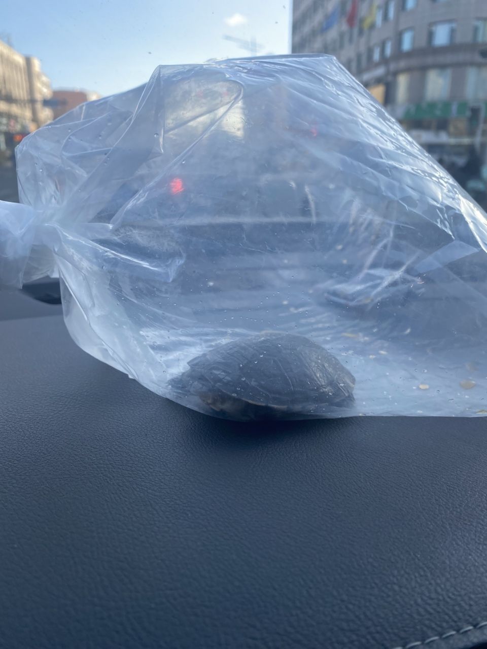 買龜 買龜 龍魚論壇 第2張