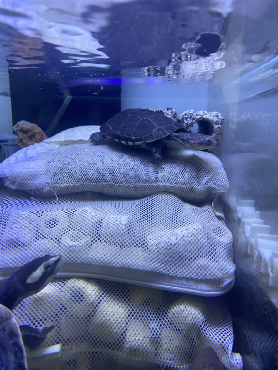 買龜 買龜 龍魚論壇 第3張