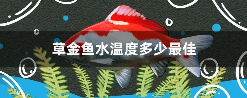 草金魚水溫度多少最佳