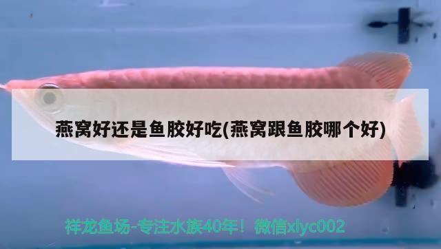草金魚水溫度多少最佳