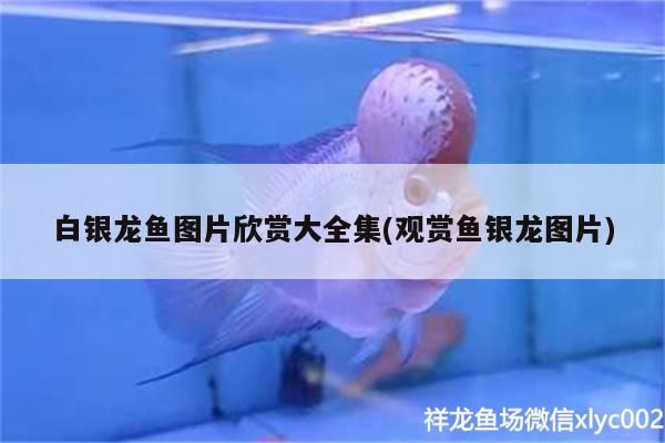 白銀龍魚圖片欣賞大全集(觀賞魚銀龍圖片) 白銀龍魚圖片欣賞大全集(觀賞魚銀龍圖片) 銀龍魚百科