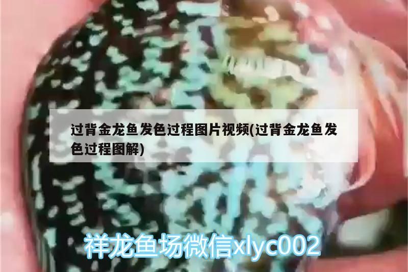 過背金龍魚發(fā)色過程圖片視頻(過背金龍魚發(fā)色過程圖解)
