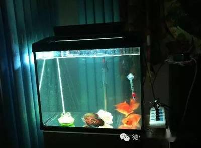 廣州水族批發市場很有節奏感的赤元素精品紅龍