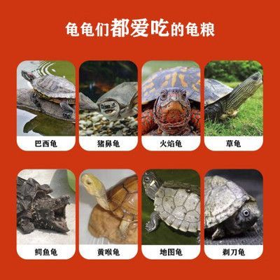 豬鼻龜愛吃什么：豬鼻龜喜歡吃什么，豬鼻龜吃什么比較好