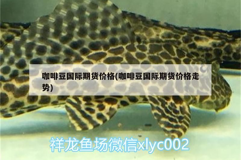 咖啡豆國際期貨價格(咖啡豆國際期貨價格走勢)