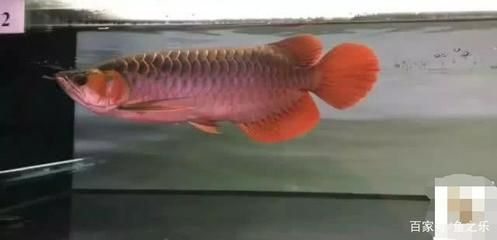 紅龍魚(yú)領(lǐng)地意識(shí)表現(xiàn)：紅龍魚(yú)領(lǐng)地意識(shí)的具體表現(xiàn)