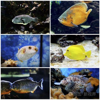 水族館魚(yú)種類介紹視頻（上海海洋水族館瀕危物種保護(hù)措施上海海洋水族館門票價(jià)格）