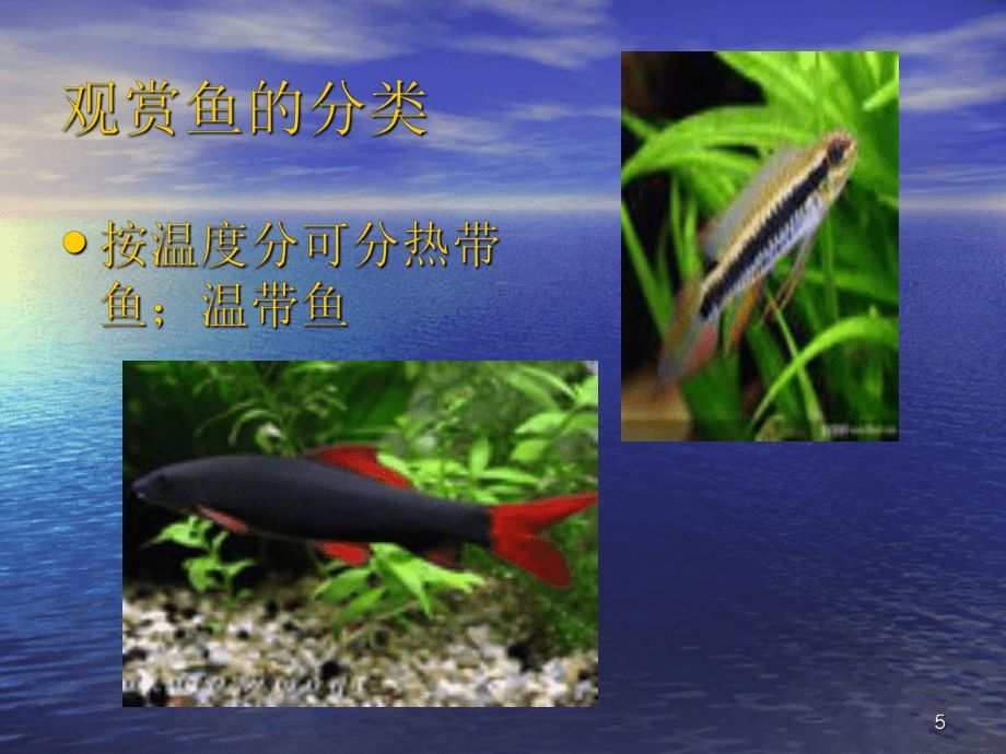 水族館魚(yú)種類介紹視頻（上海海洋水族館瀕危物種保護(hù)措施上海海洋水族館門票價(jià)格）