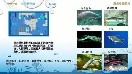 水族館魚(yú)種類介紹視頻（上海海洋水族館瀕危物種保護(hù)措施上海海洋水族館門票價(jià)格）