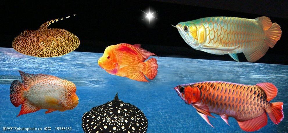 水族館魚(yú)種類介紹視頻（上海海洋水族館瀕危物種保護(hù)措施上海海洋水族館門票價(jià)格）