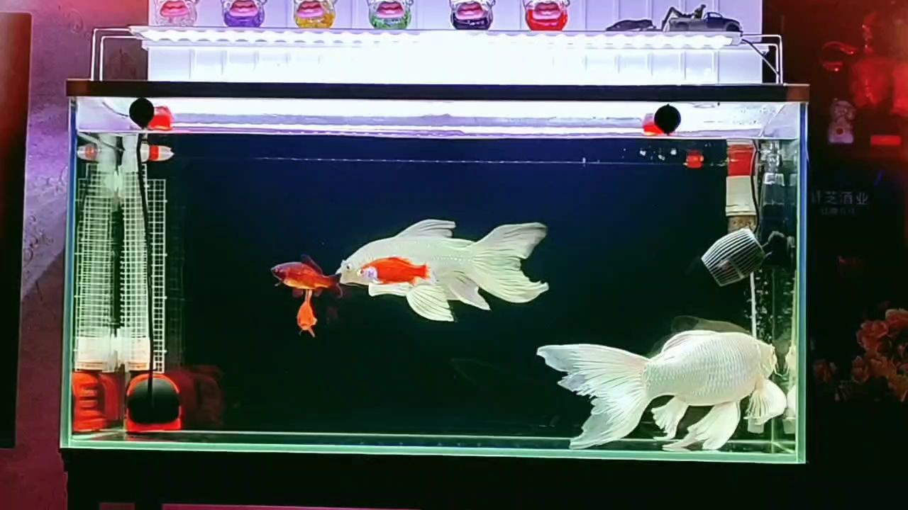 美美噠