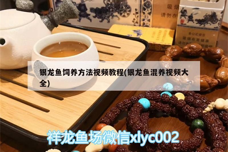 銀龍魚飼養方法視頻教程(銀龍魚混養視頻大全)