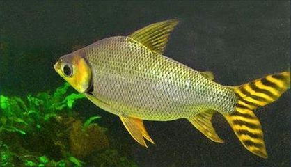 金龍魚吃清道夫嗎：金龍魚吃了清道夫，如果金龍魚吃了清道夫你養的小可能你明天起來