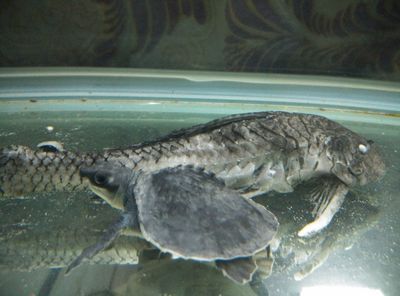 金龍魚吃清道夫嗎：金龍魚吃了清道夫，如果金龍魚吃了清道夫你養的小可能你明天起來