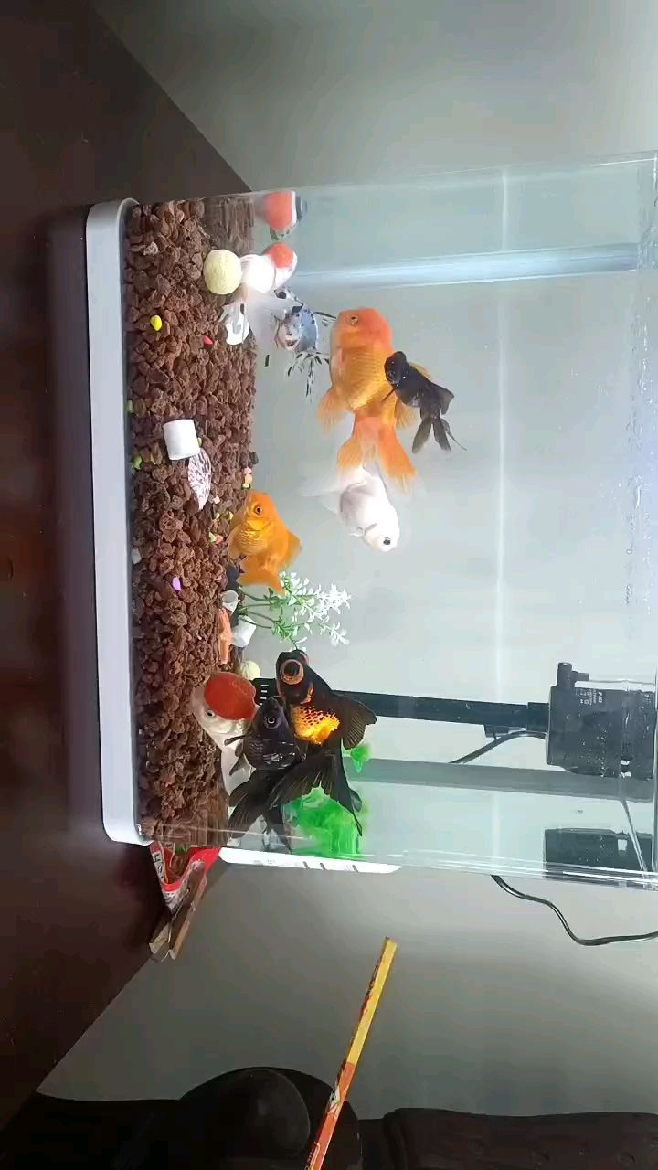 新手第一次養魚