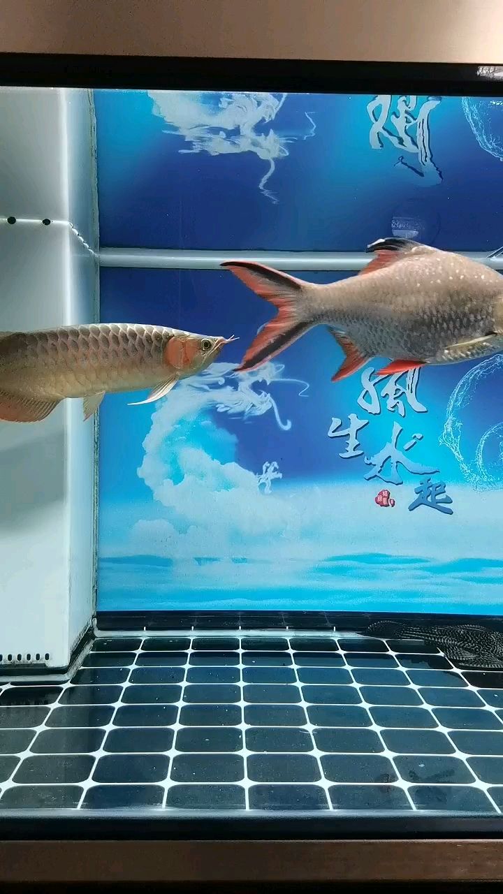 入缸