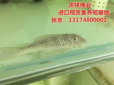 觀賞魚養殖基地，前景廣闊且具