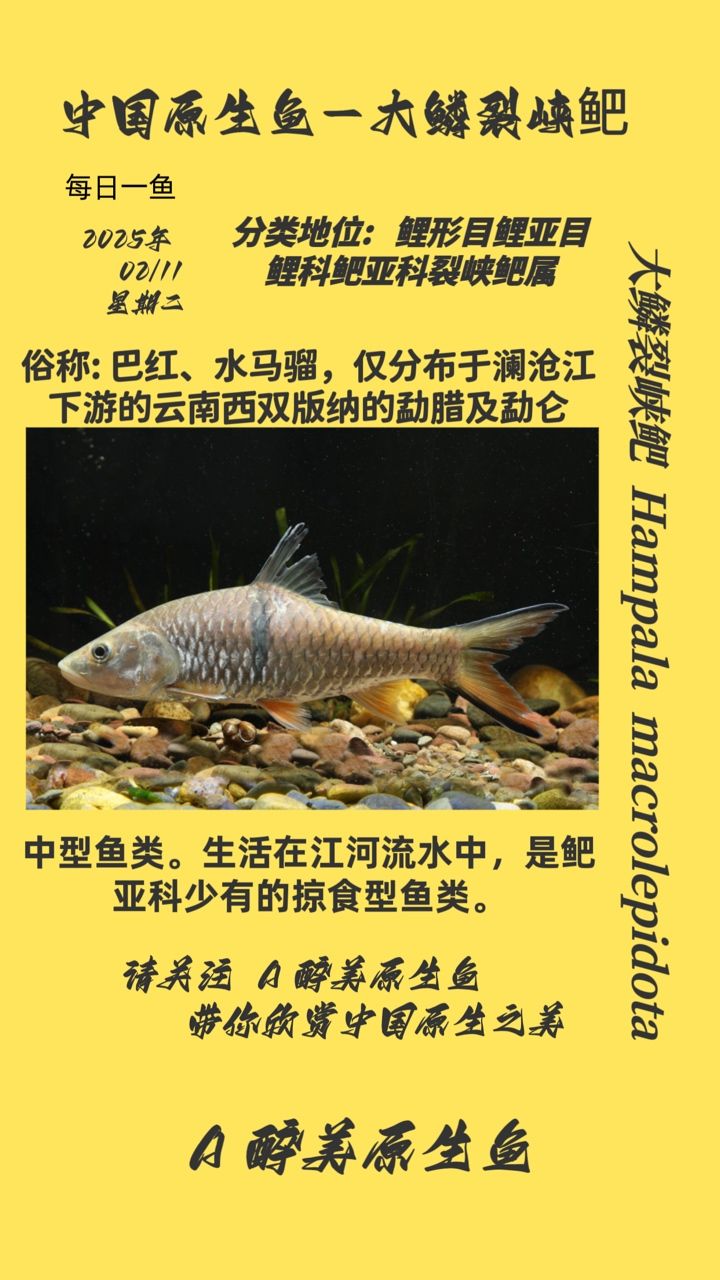 鱗裂峽鲃，獨特珍稀的魚類，生存現狀與生態保護