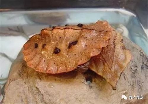 鼻龜分品相！品相好壞區分方法及關鍵特征