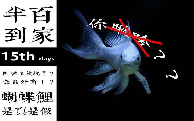 鯉魚苗真假難辨？