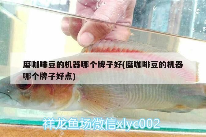 鸚鵡魚和銀龍魚混養(yǎng)怎樣喂食 咖啡豆機(jī)器哪個(gè)牌子好? 馬來西亞咖啡 咖啡豆機(jī)器哪個(gè)牌子好? 咖啡豆機(jī)器哪個(gè)牌子好? 馬來西亞咖啡