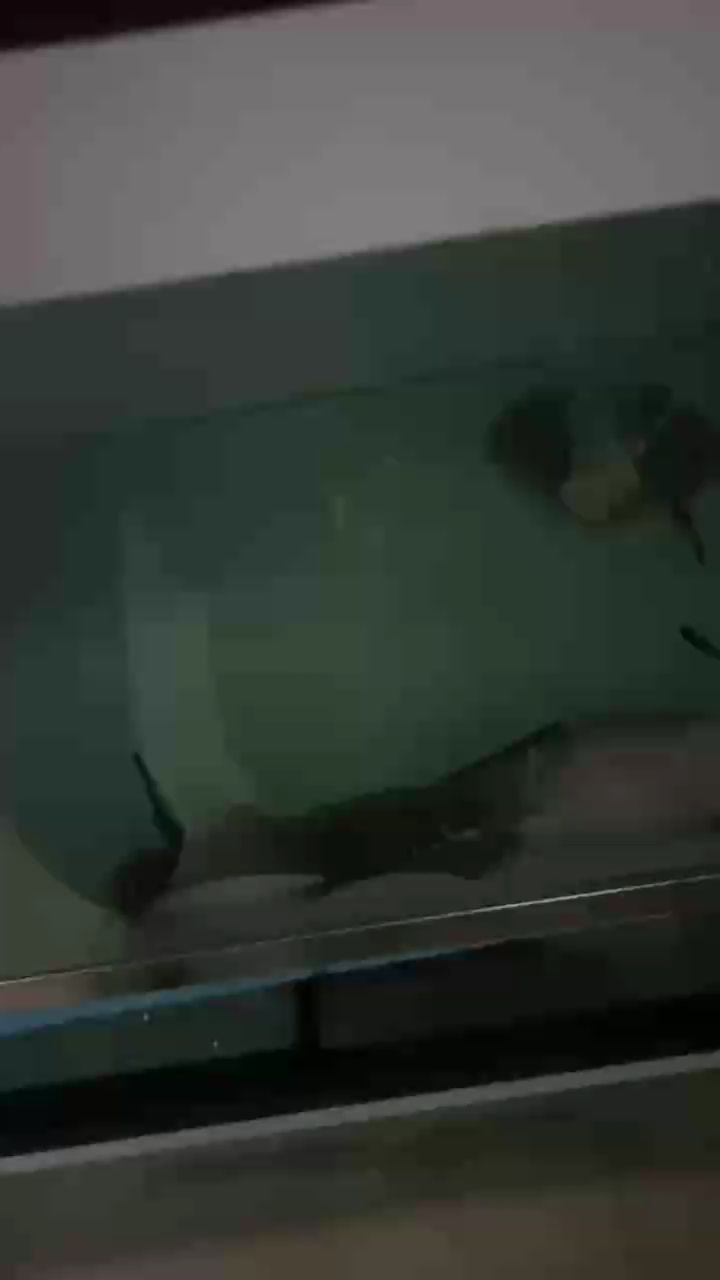 喂完魚(yú)后匆忙上班，開(kāi)啟平凡又充實(shí)的一天