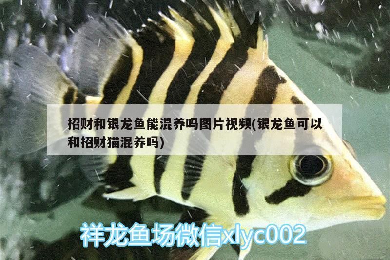 財與銀龍魚混養(yǎng)可行否？