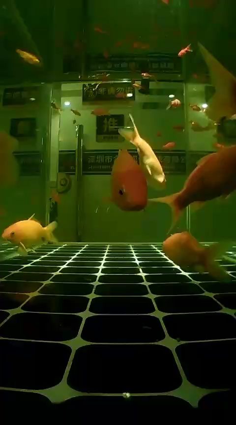 水族產品，科技賦能，打造便捷高效水族新體驗