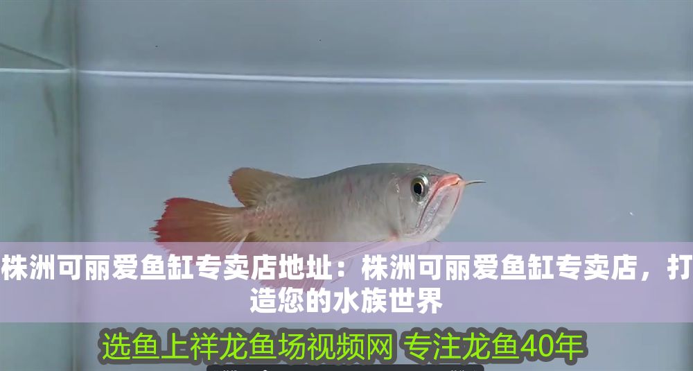 可麗愛魚缸專賣店，專業打造，暢享