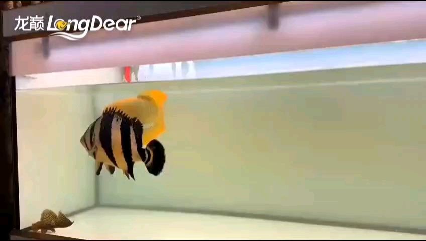 紅龍魚用黃燈烤有用嗎 轉發699,探索背后的神秘含義 龍魚論壇 轉發699,探索背后的神秘含義 轉發699,探索背后的神秘含義 龍魚論壇