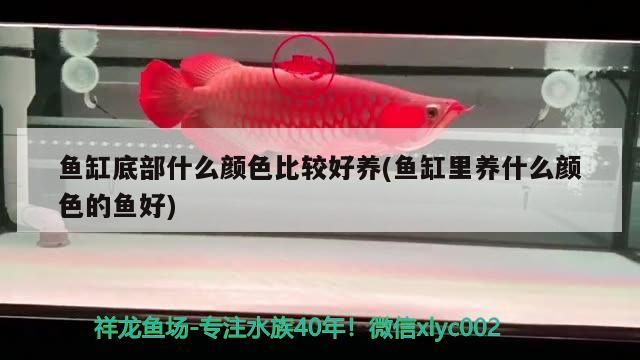 底部顏色與養魚搭配，何種顏色更佳及適合養何種