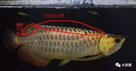 背金龍魚品相鑒定標準，鱗片、體型、色澤
