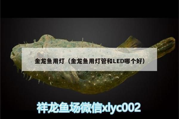 龍魚(yú)LED燈怎么選？